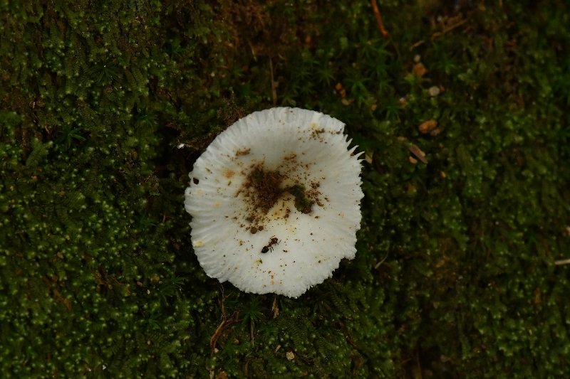 壳状红菇
