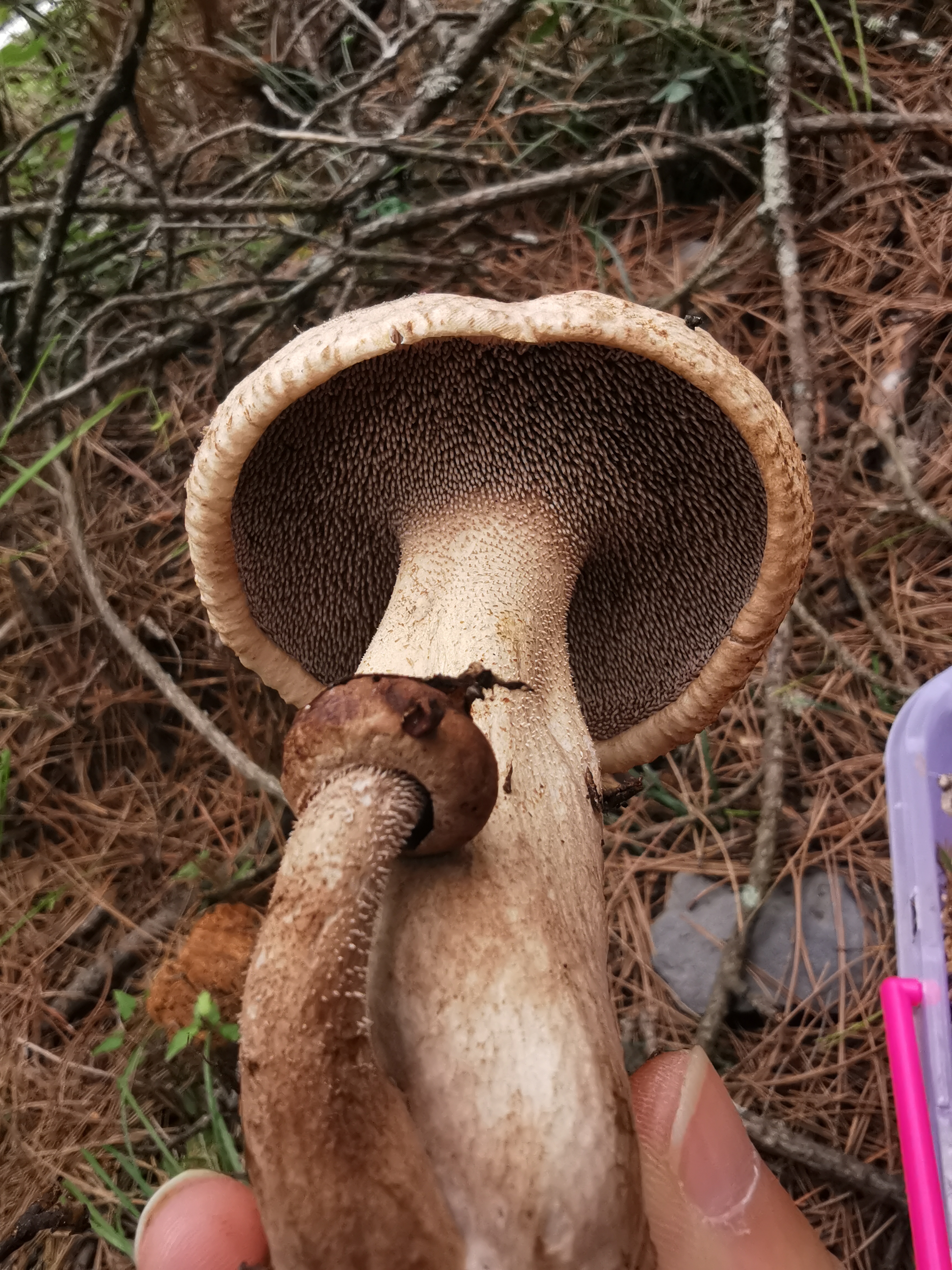 鳞肉齿菌