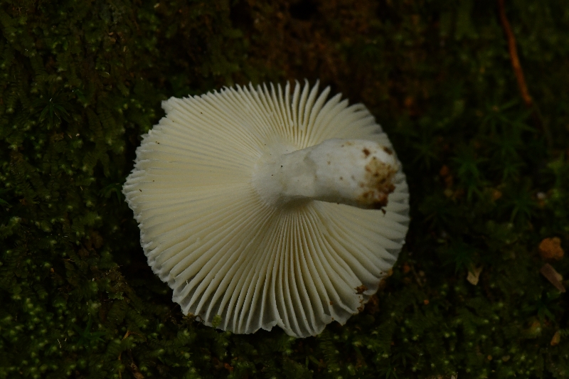 壳状红菇