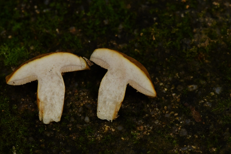 黄盖粉孢牛肝菌近似种