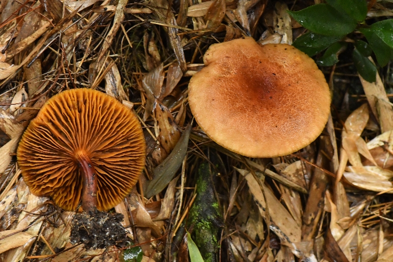 锈红褶孔牛肝菌