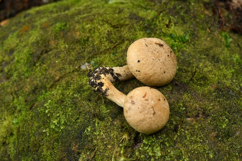 萝卜味金牛肝菌