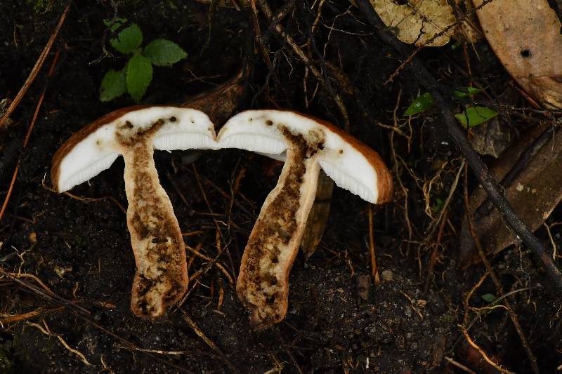 长囊圆孔牛肝菌
