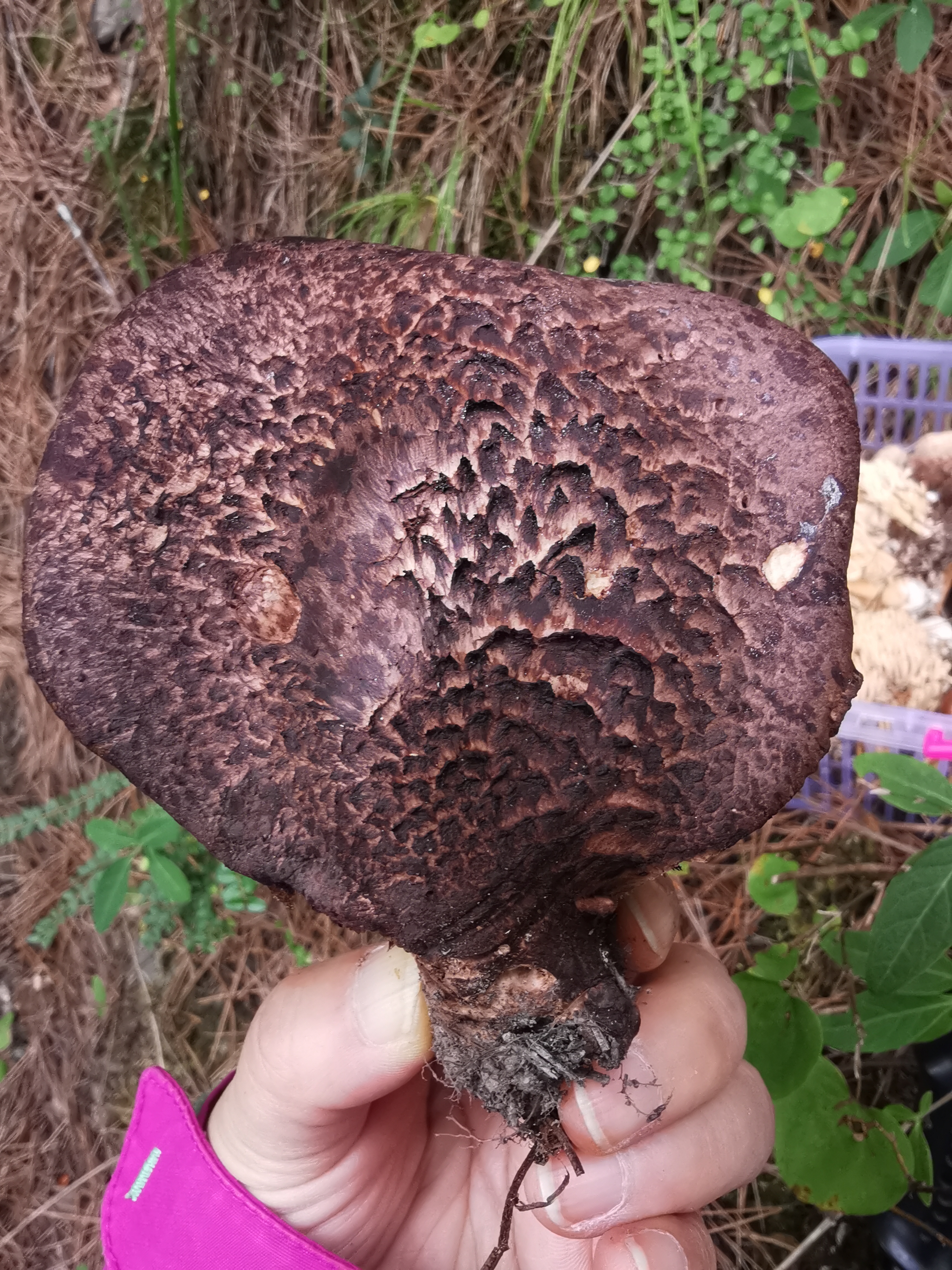 鳞肉齿菌