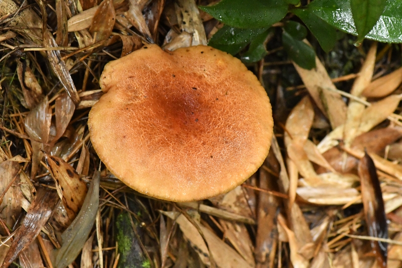 锈红褶孔牛肝菌