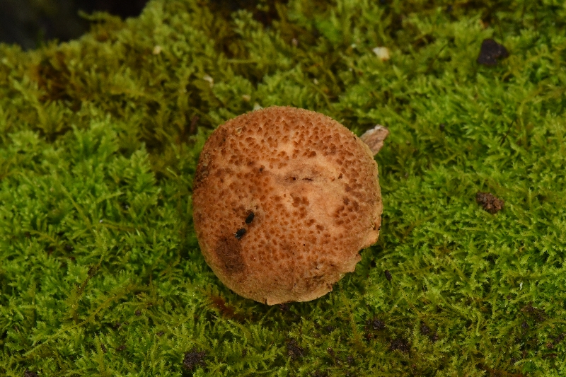 宽丝厚瓤牛肝菌