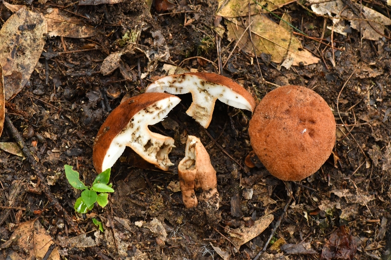 长囊圆孔牛肝菌