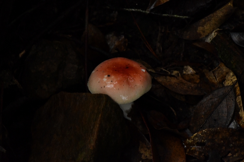 达库里红菇