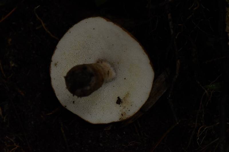 长囊圆孔牛肝菌