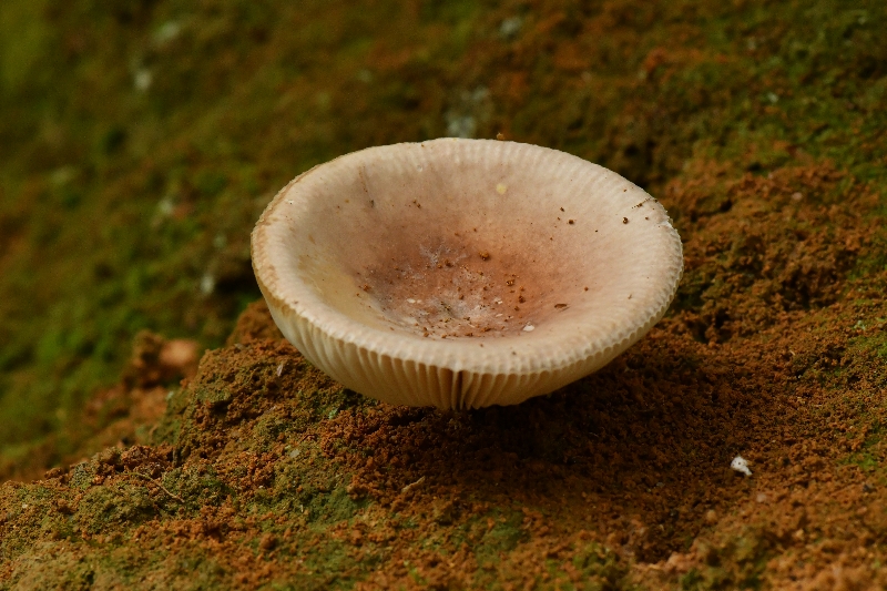 近桂黄红菇
