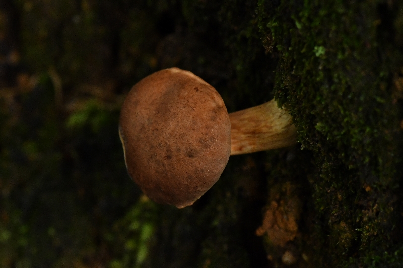 亚小绒盖牛肝菌近似种