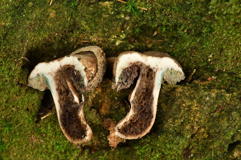 假烟色红孢牛肝菌