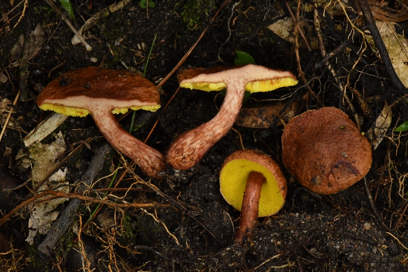 复孔金牛肝菌
