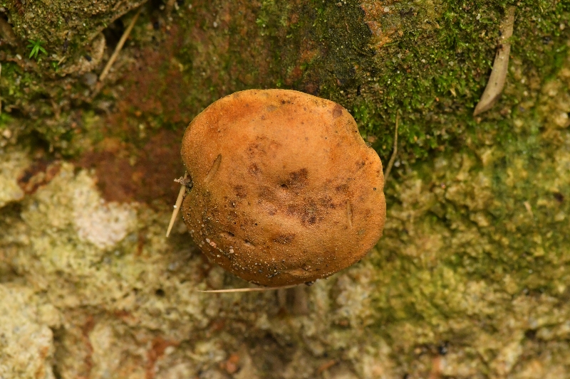 黄盖粉孢牛肝菌近似种