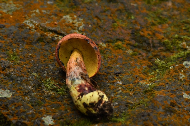 大果兰茂牛肝菌