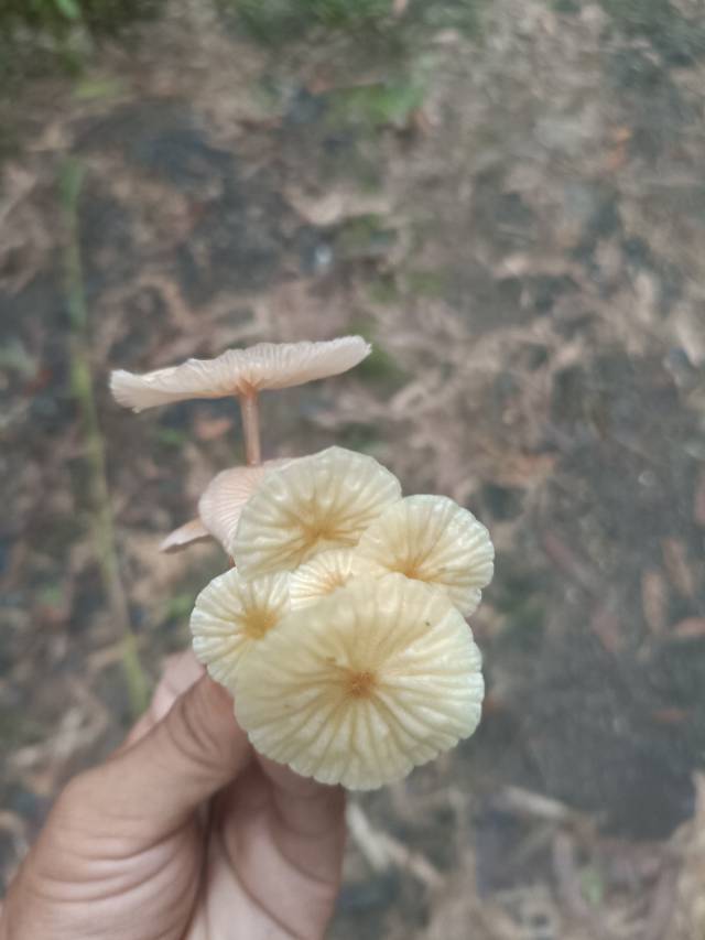 标本照片