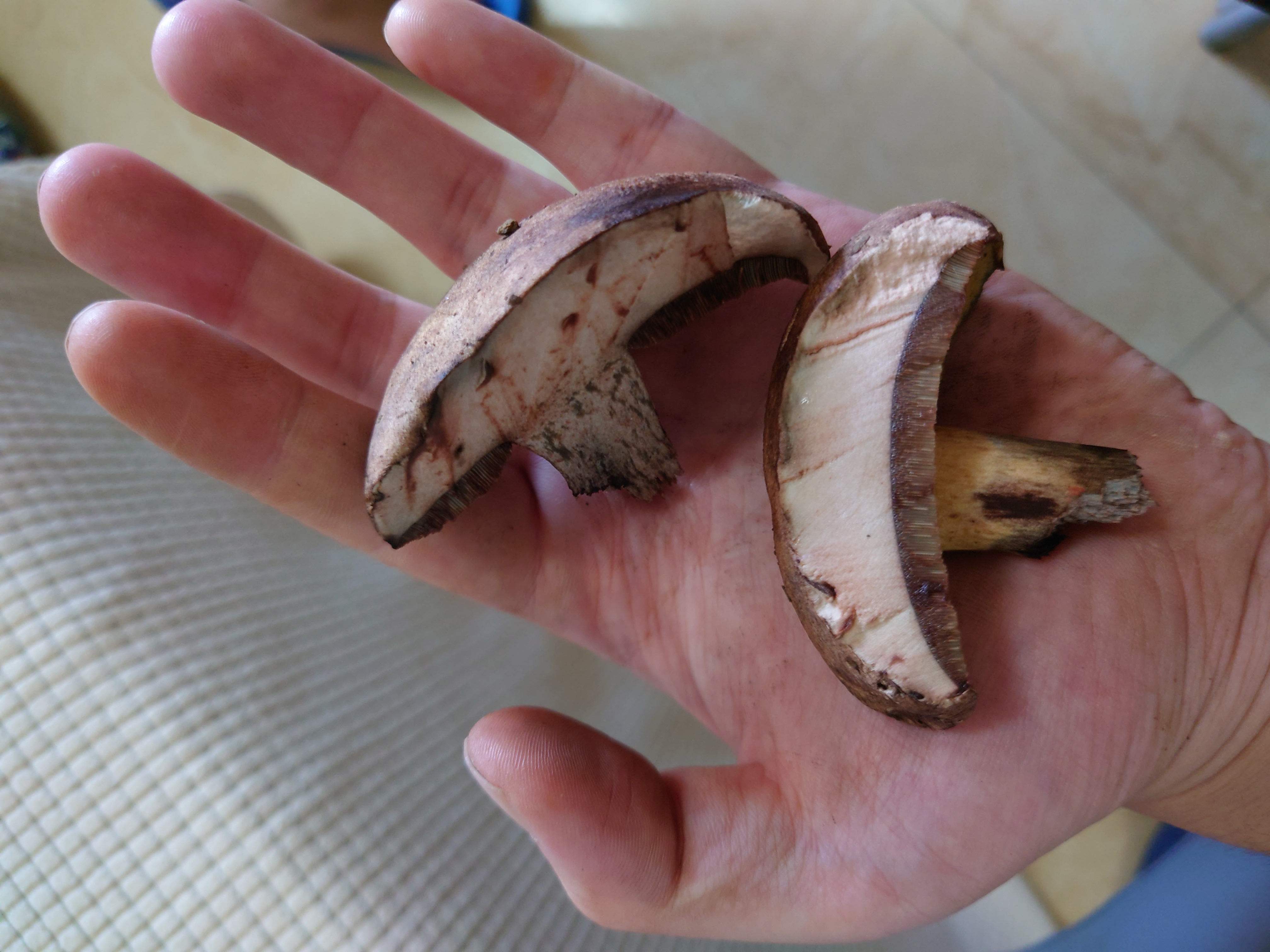 海南黄肉牛肝菌