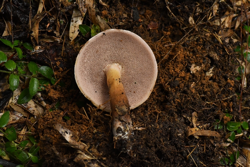 新苦粉孢牛肝菌