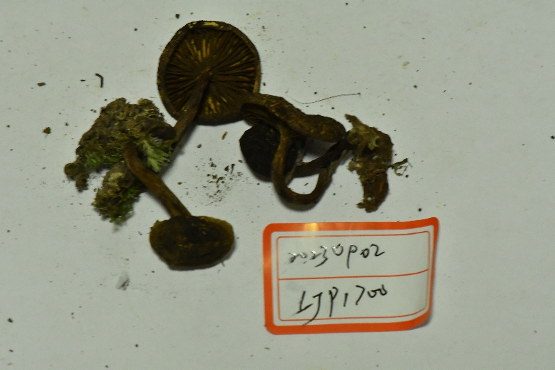 锈红褶孔牛肝菌