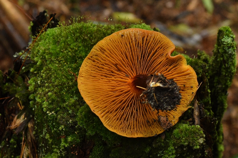 锈红褶孔牛肝菌