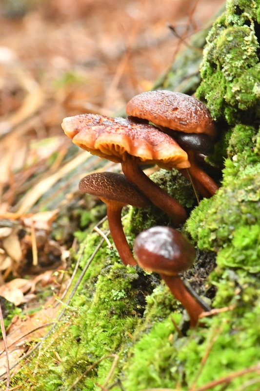 锈红褶孔牛肝菌