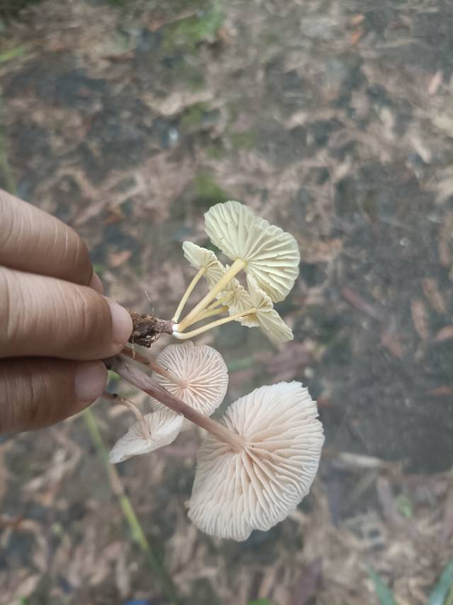 标本照片