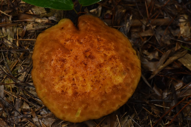 锈红褶孔牛肝菌
