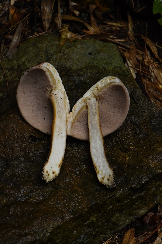 新苦粉孢牛肝菌