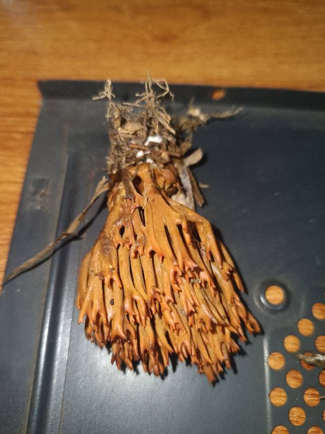 标本照片