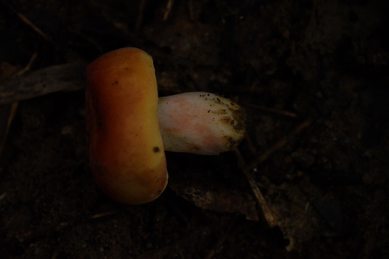 鳞盖红菇