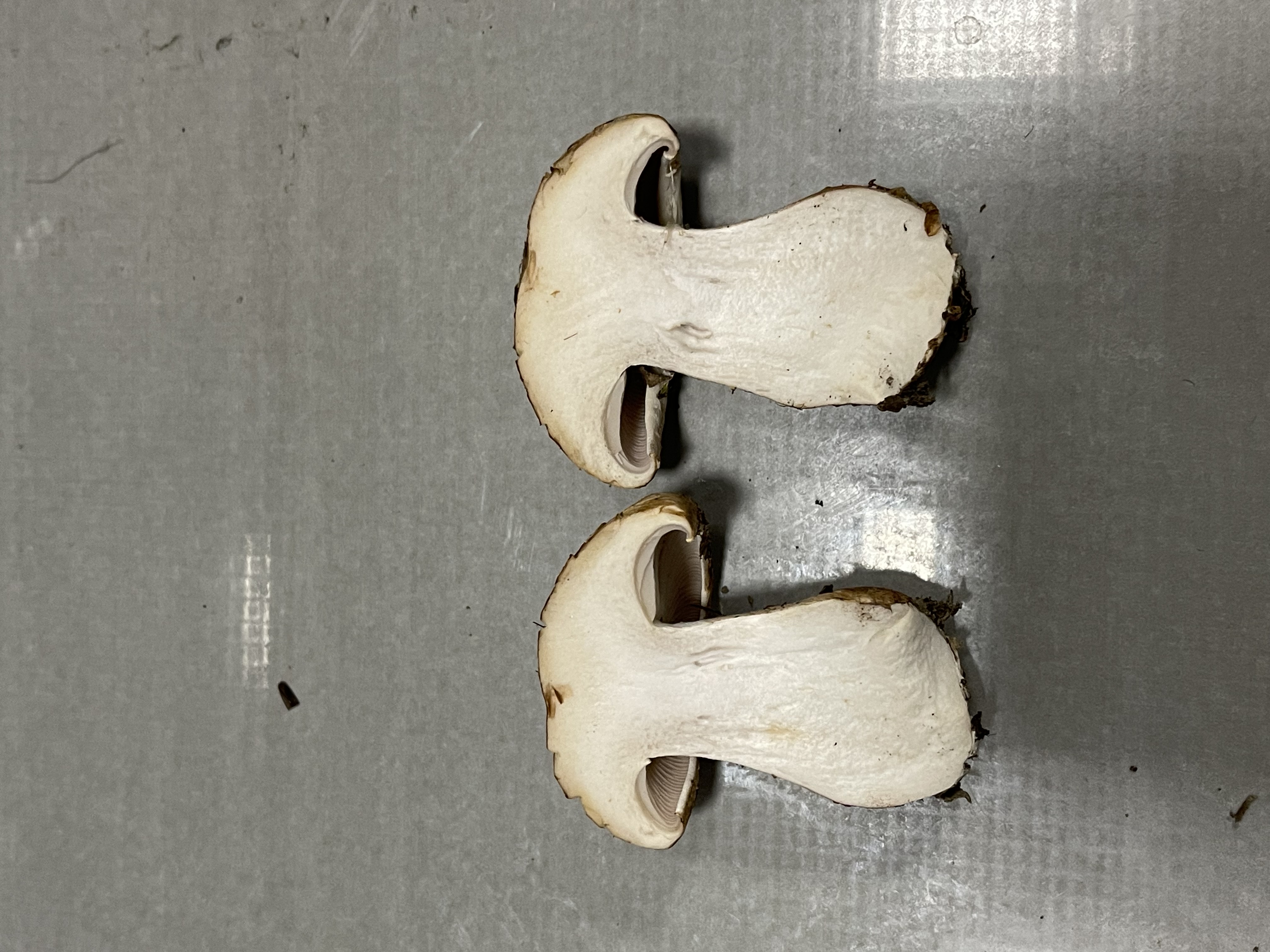 白环黏盖丝膜菌