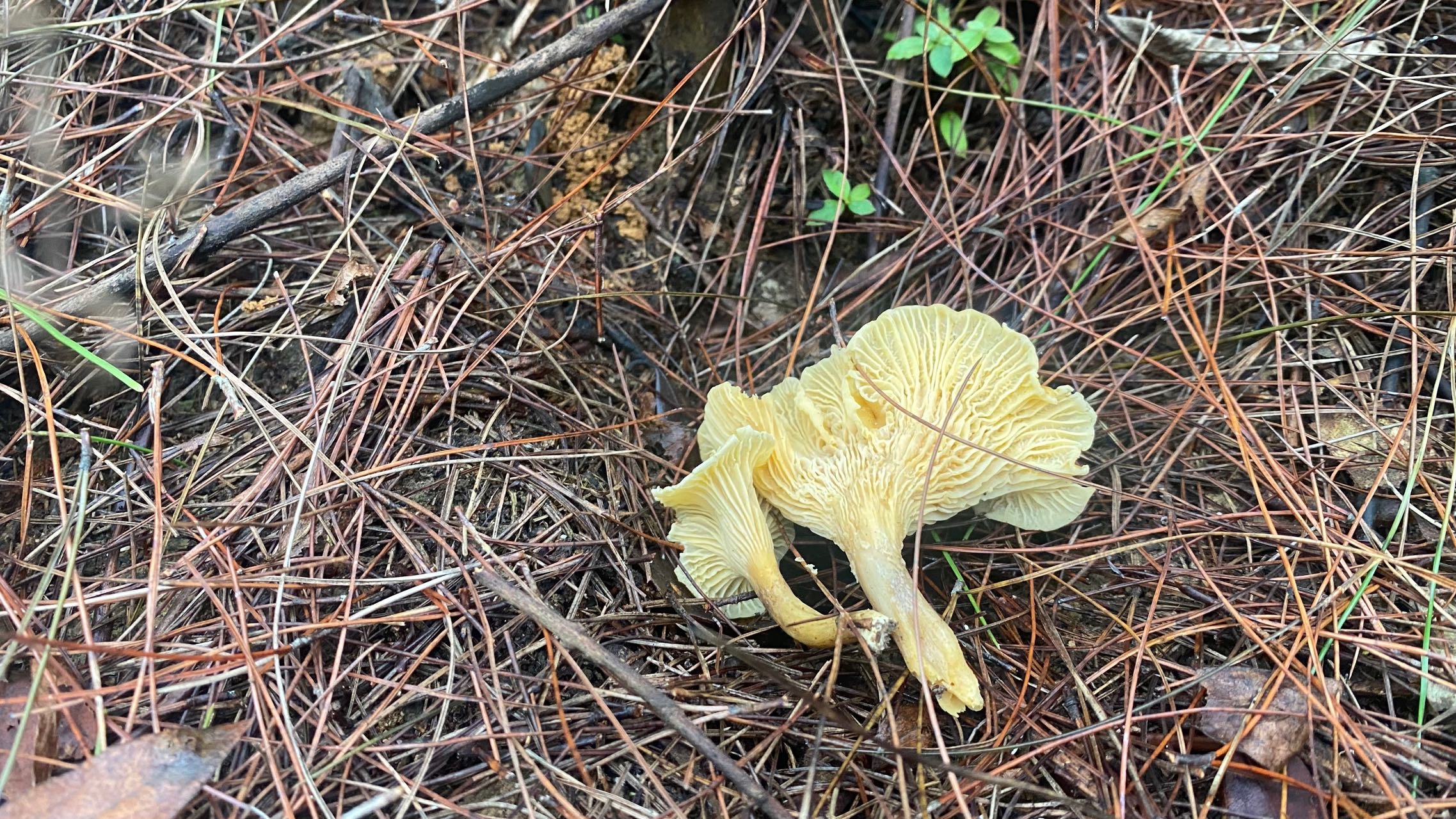 华南鸡油菌