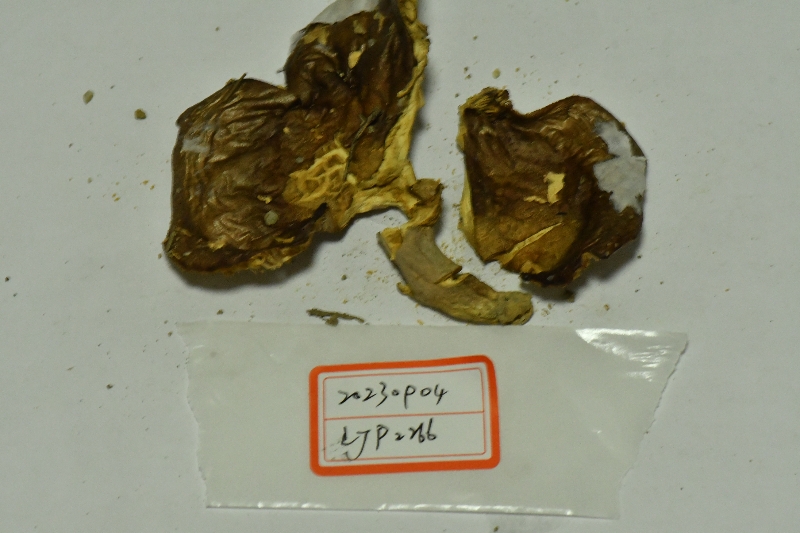 近黑紫红菇