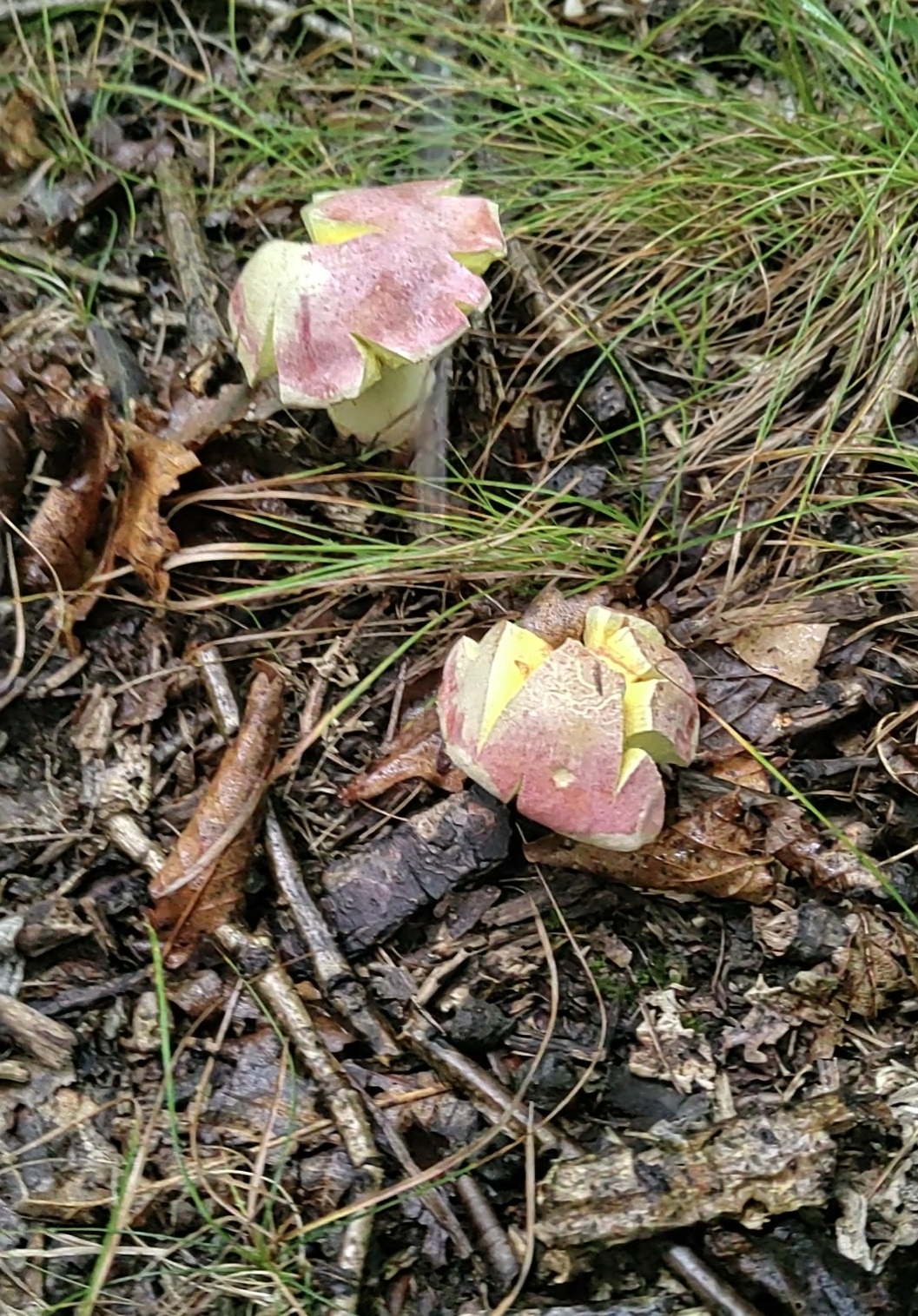 中华桃红黄肉牛肝菌