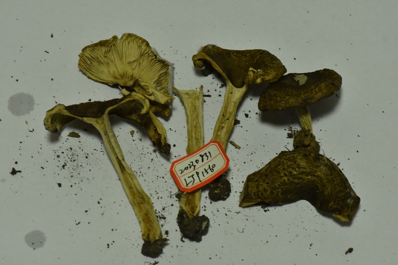 Russula sp.