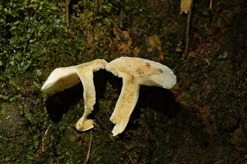 壳状红菇