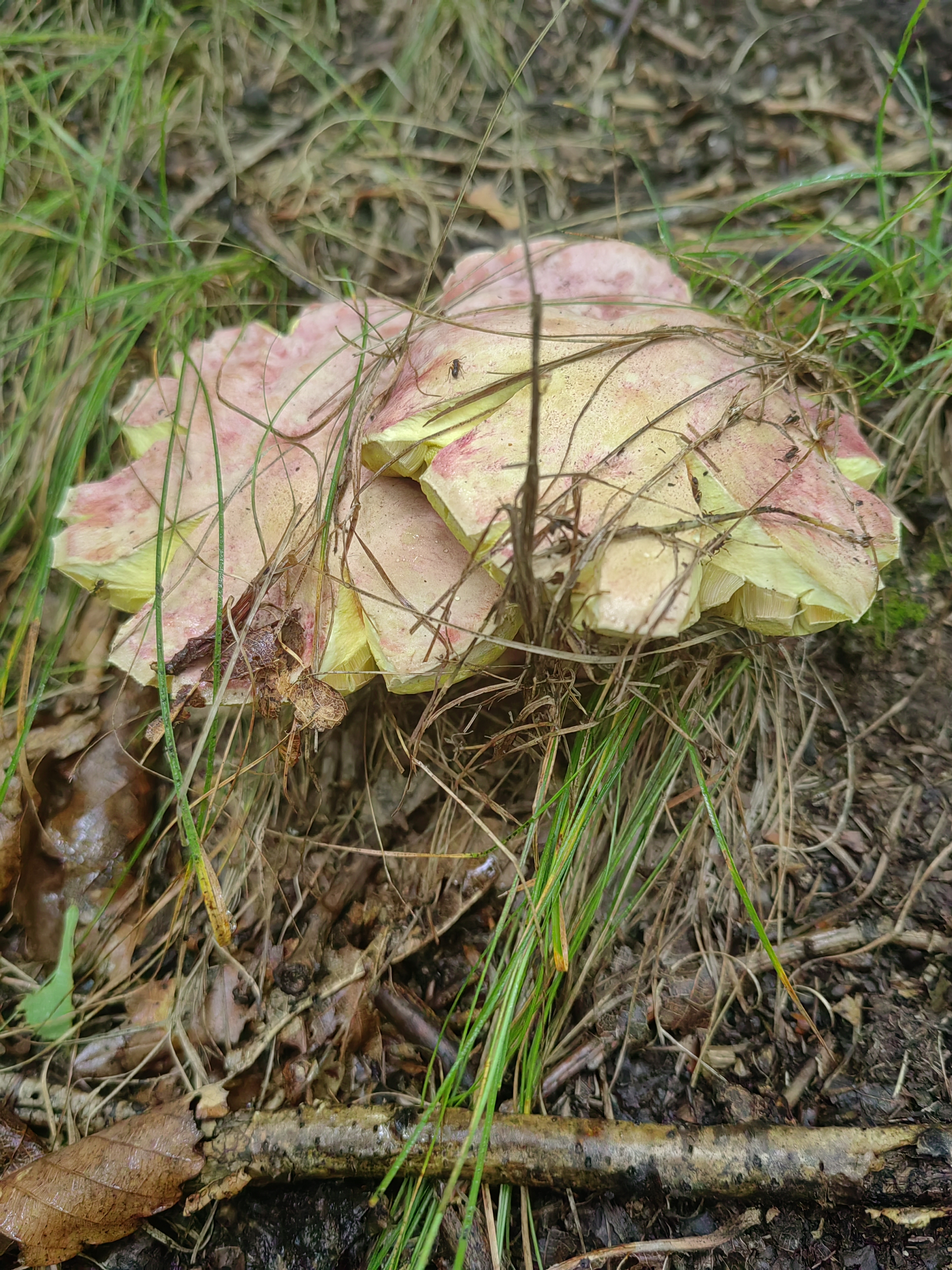 中华桃红黄肉牛肝菌