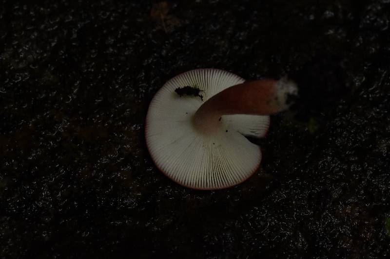 标本照片