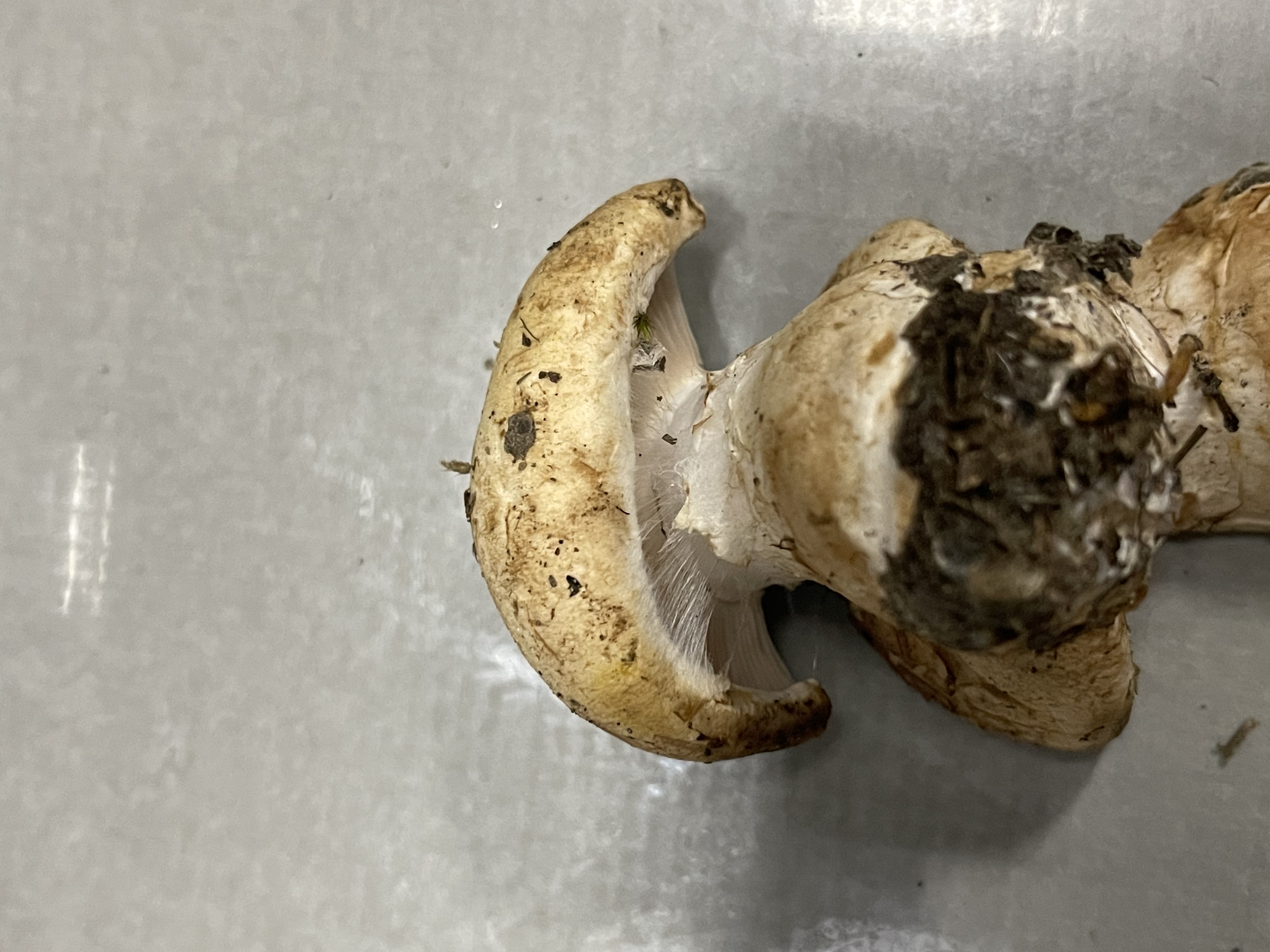白环黏盖丝膜菌