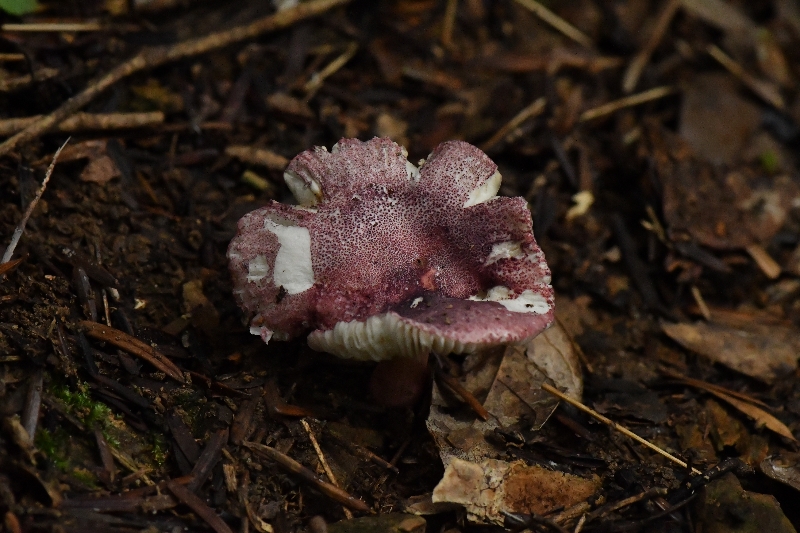 紫疣红菇