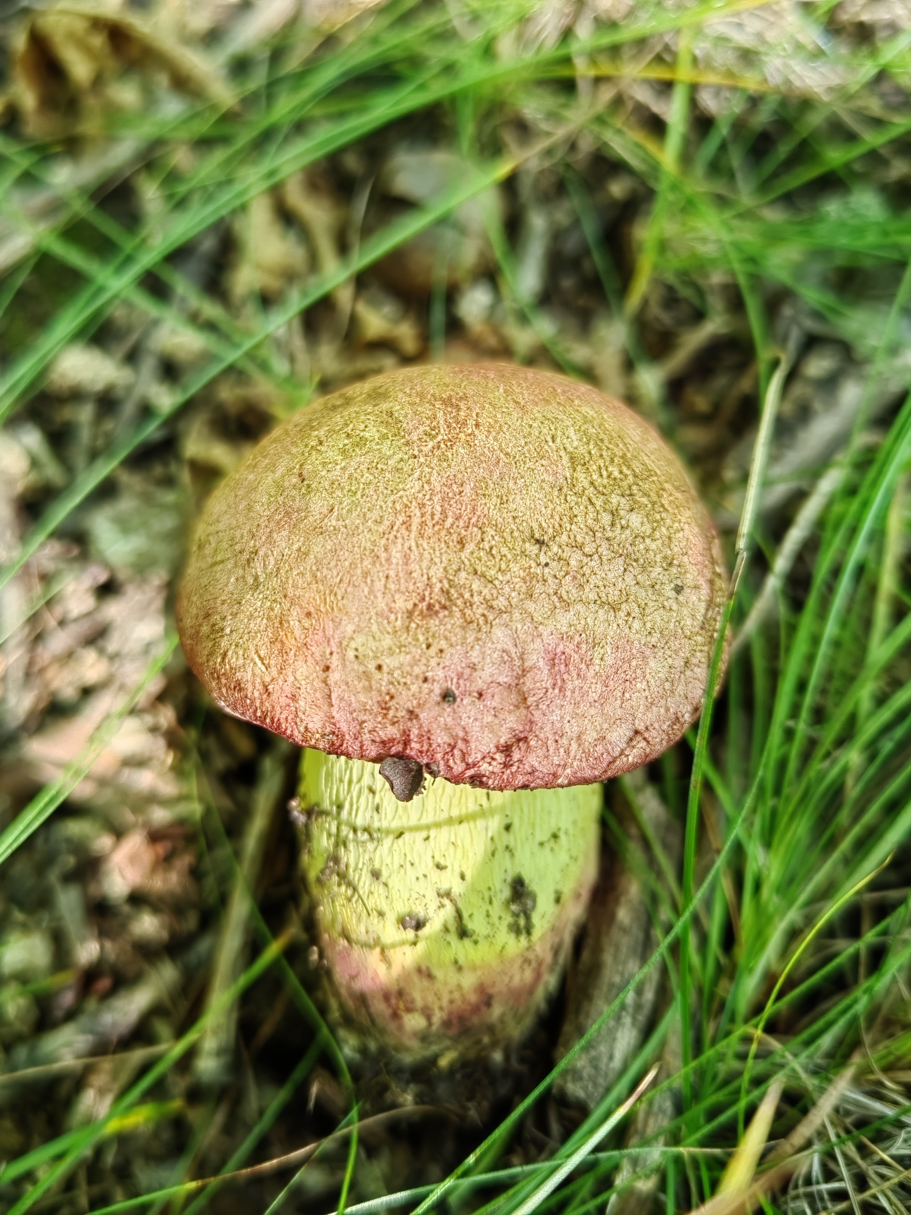 中华桃红黄肉牛肝菌