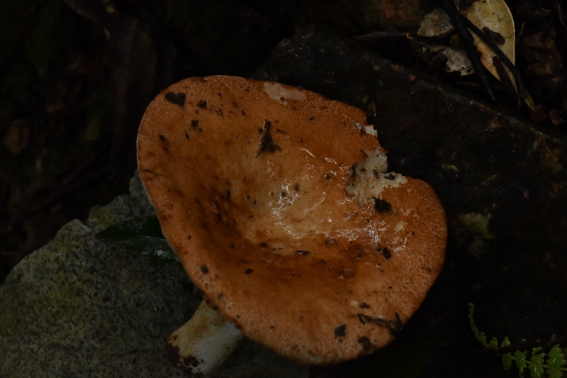 假致密红菇