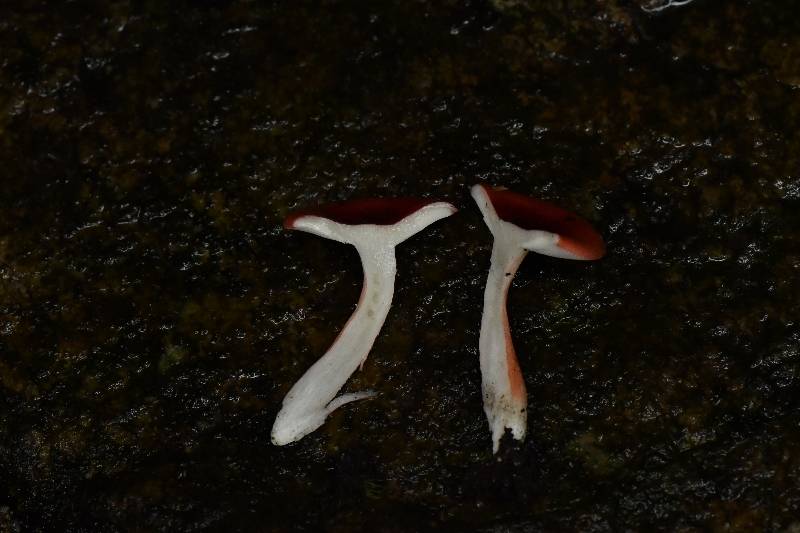 标本照片
