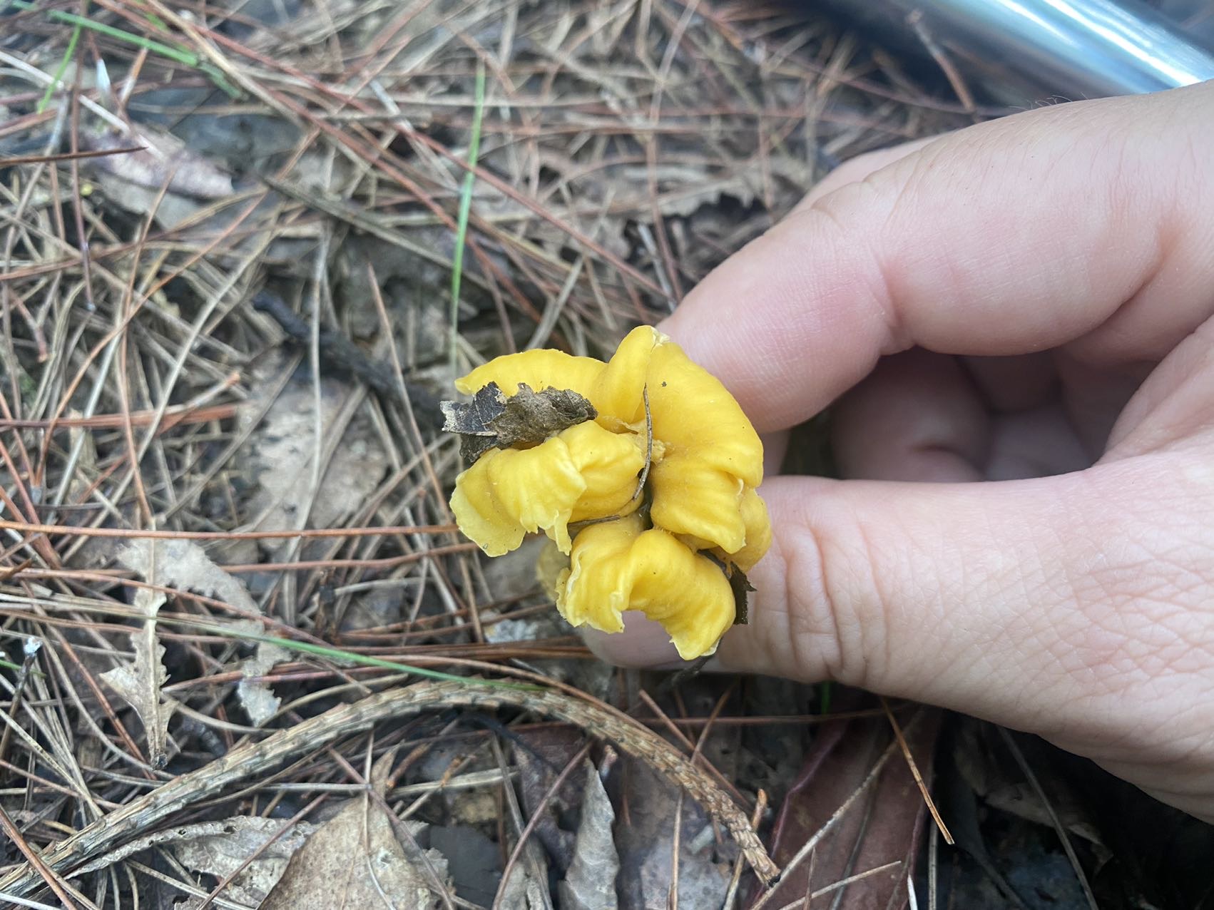 华南鸡油菌