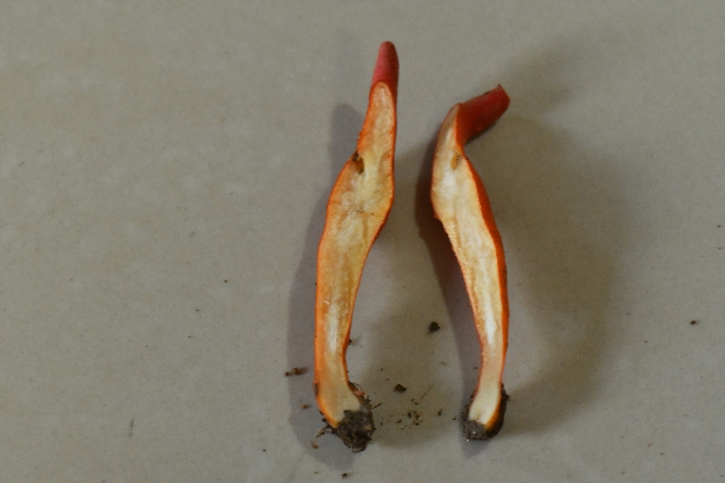鹿角状木霉 （俗名火焰茸）