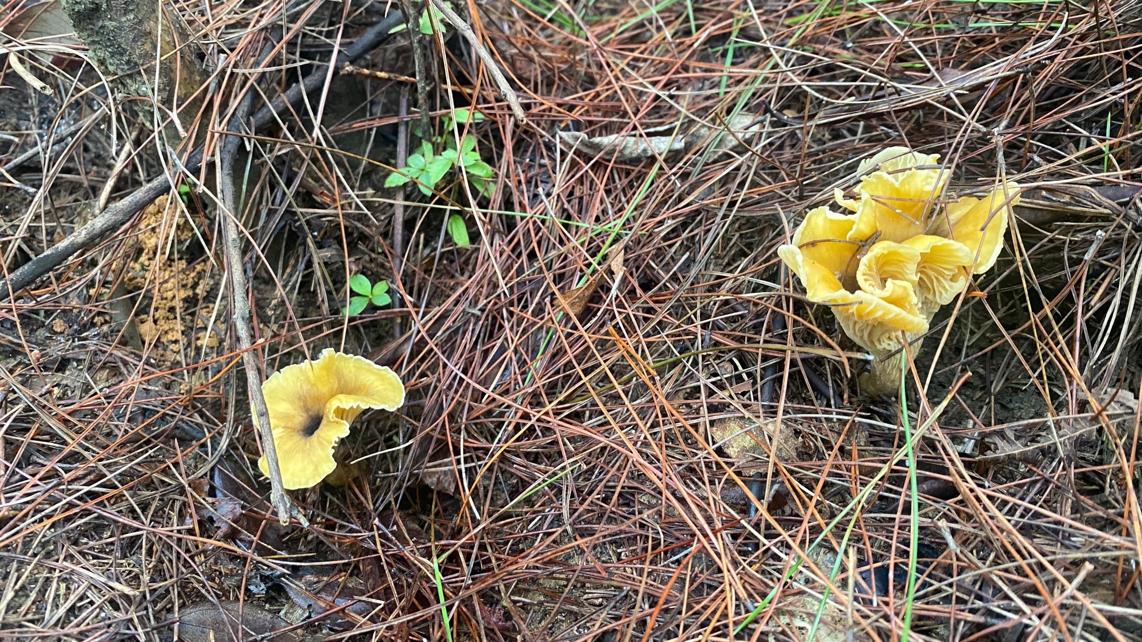 华南鸡油菌