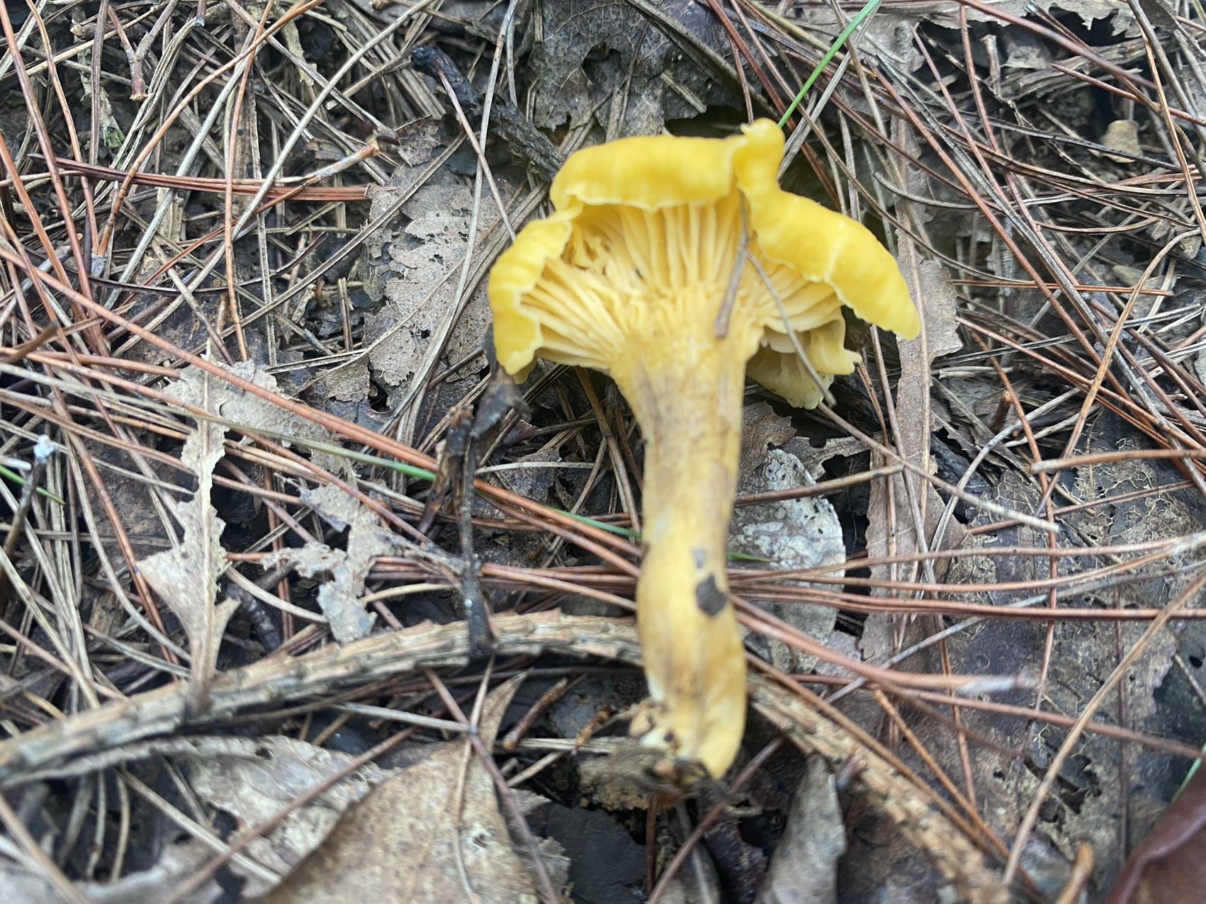 华南鸡油菌