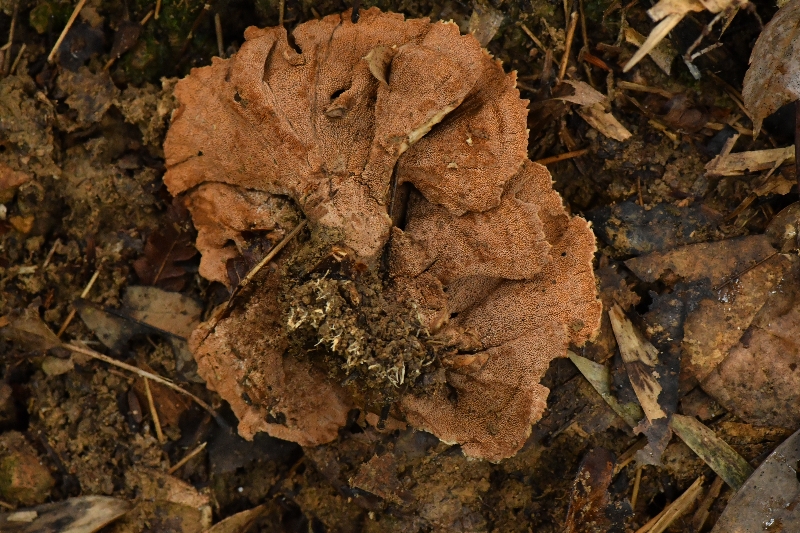 橙黄革菌