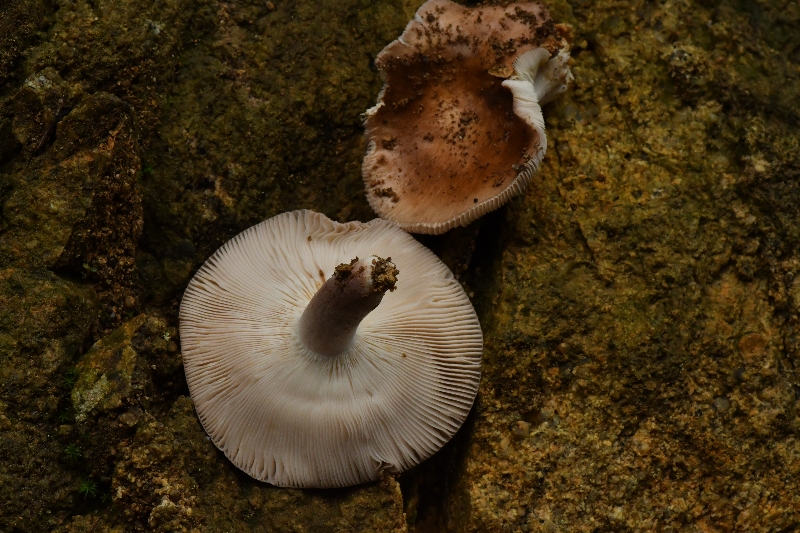 近桂黄红菇