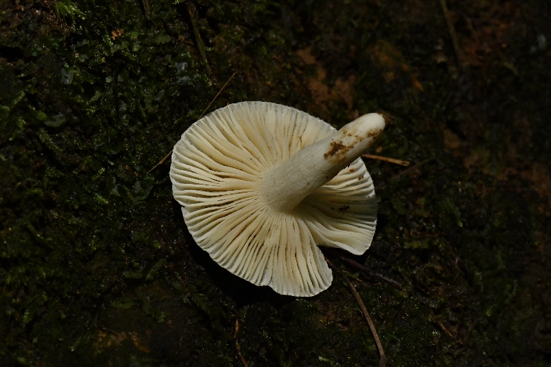 壳状红菇